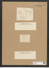 Licmophora juergensii Ag. (de-Toni-Nr.: Genus 86, Species 2955) Zeichnungen Sammlung Grunow Nr. 5976 (NHMW-BOT-W0374458)